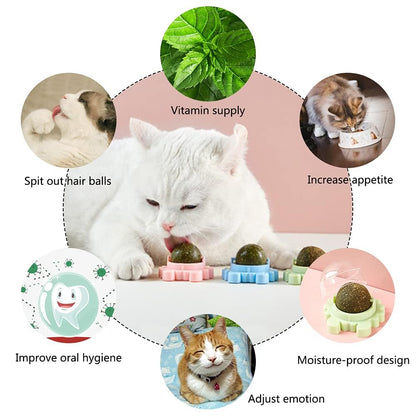 Catnip Dental Delight Wall Toy